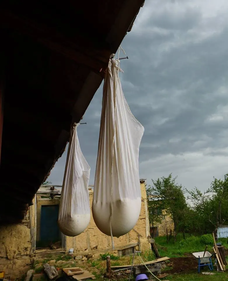 Cloth bags of fresh cheese hanging to drain under a village eave