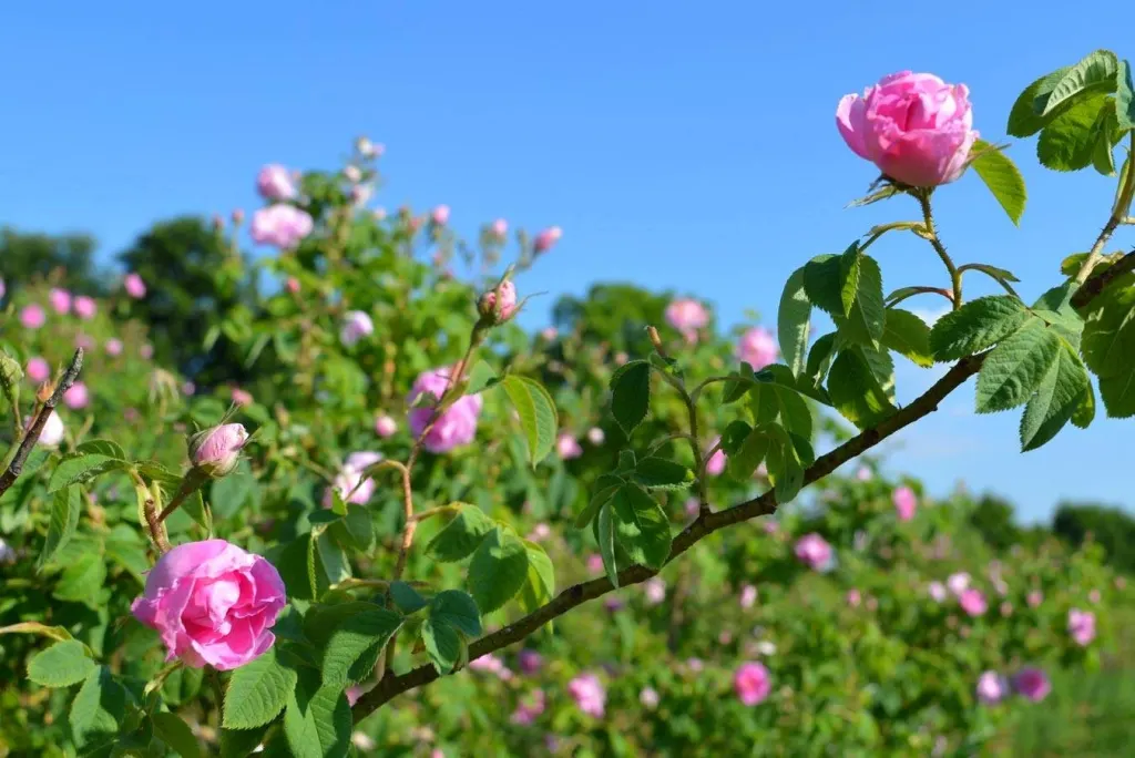 Oil-bearing rose bush in bloom against the sky