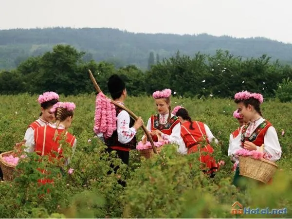 Young women in folk costume picking roses in a rose field