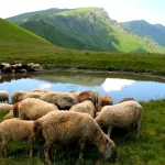 A flock of sheep resting by a pond on a green mountain pasture